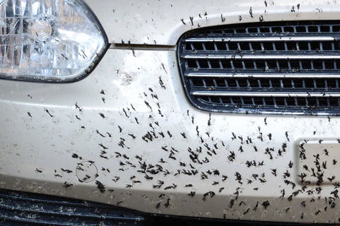 Bug and Tar Removers