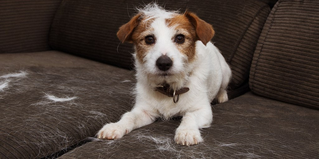 Pet Hair Removal
